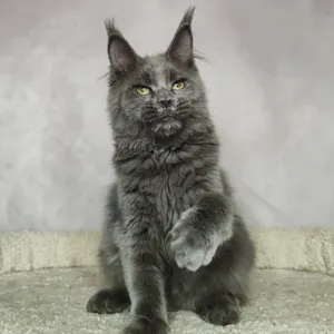 Мама мейн-кун VALKYRIE Мама мейн-кун VALKYRIE - фото 1