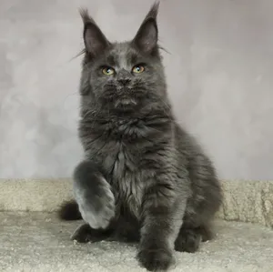 Мама мейн-кун VALKYRIE Мама мейн-кун VALKYRIE - фото 2