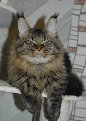 Котенок мейн-кун