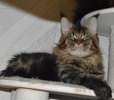 Котенок мейн-кун