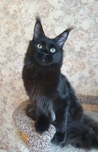 Maine Coon kitten Черный MCO n  Boy - photo 3