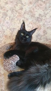 Maine Coon kitten Черный MCO n  Boy - photo 2