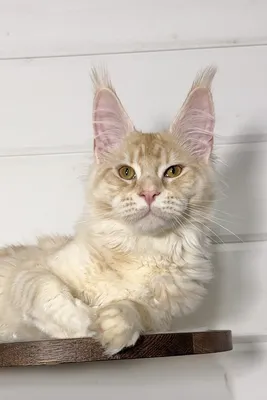 Котенок мейн-кун