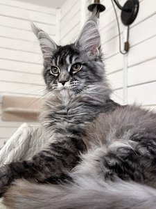 Cleopatra