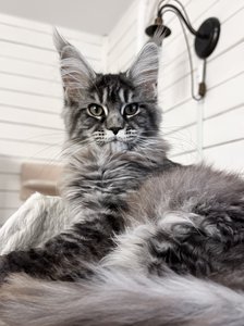 Cleopatra