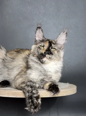 Котенок мейн-кун