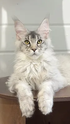 Котенок мейн-кун