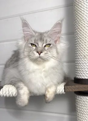 Котенок мейн-кун